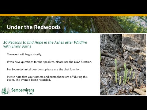 Under the Redwood Webinars: 10 Reasons to Find Hope in the Ashes After Wildfire (Dr. Emily Burns)