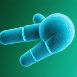 Breakthrough in Hepatitis B: Precision BioSciences Unveils Promising Treatment