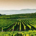 The Hidden World of French Wine Production Taxes: A Vintage Challenge