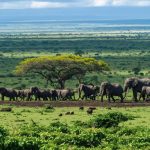 The Hidden Jewel of Kenya: Understanding the VAT on Tourism Services