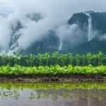 Can a Climate Change Levy Illuminate Malaysia’s Path to a Greener Future?
