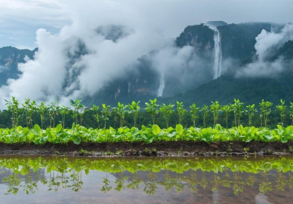 Can a Climate Change Levy Illuminate Malaysia’s Path to a Greener Future?