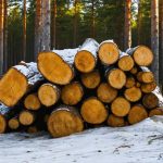 A Timber Tussle in the Frozen North: The Curious Case of Finland’s Forest Feud