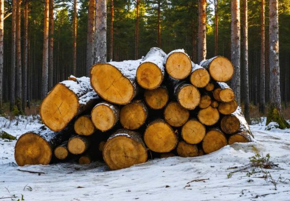 A Timber Tussle in the Frozen North: The Curious Case of Finland’s Forest Feud